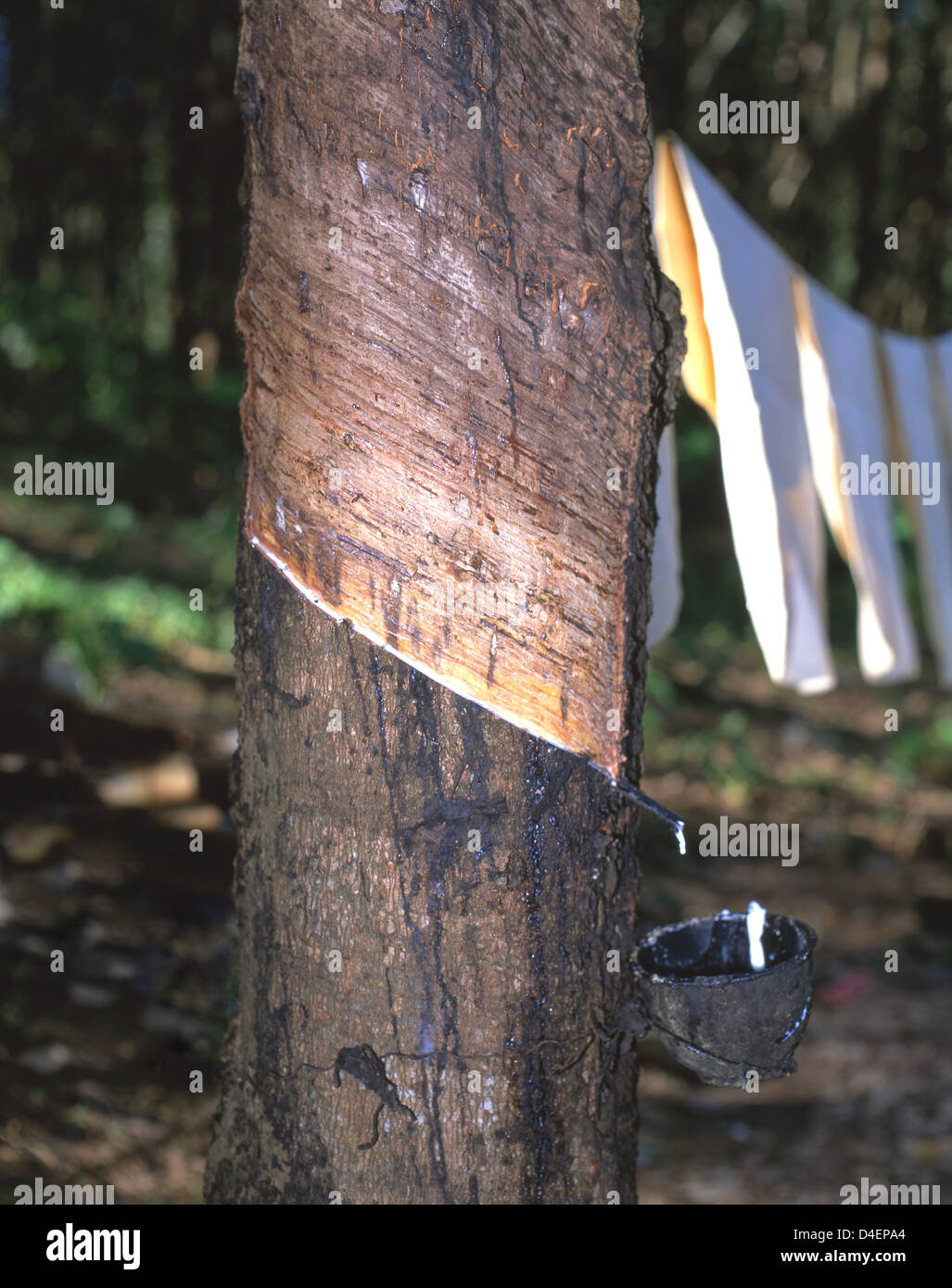 Collecting sap from rubber tree at Rubber Plantation, Phuket, Phuket Province, Thailand Stock Photo