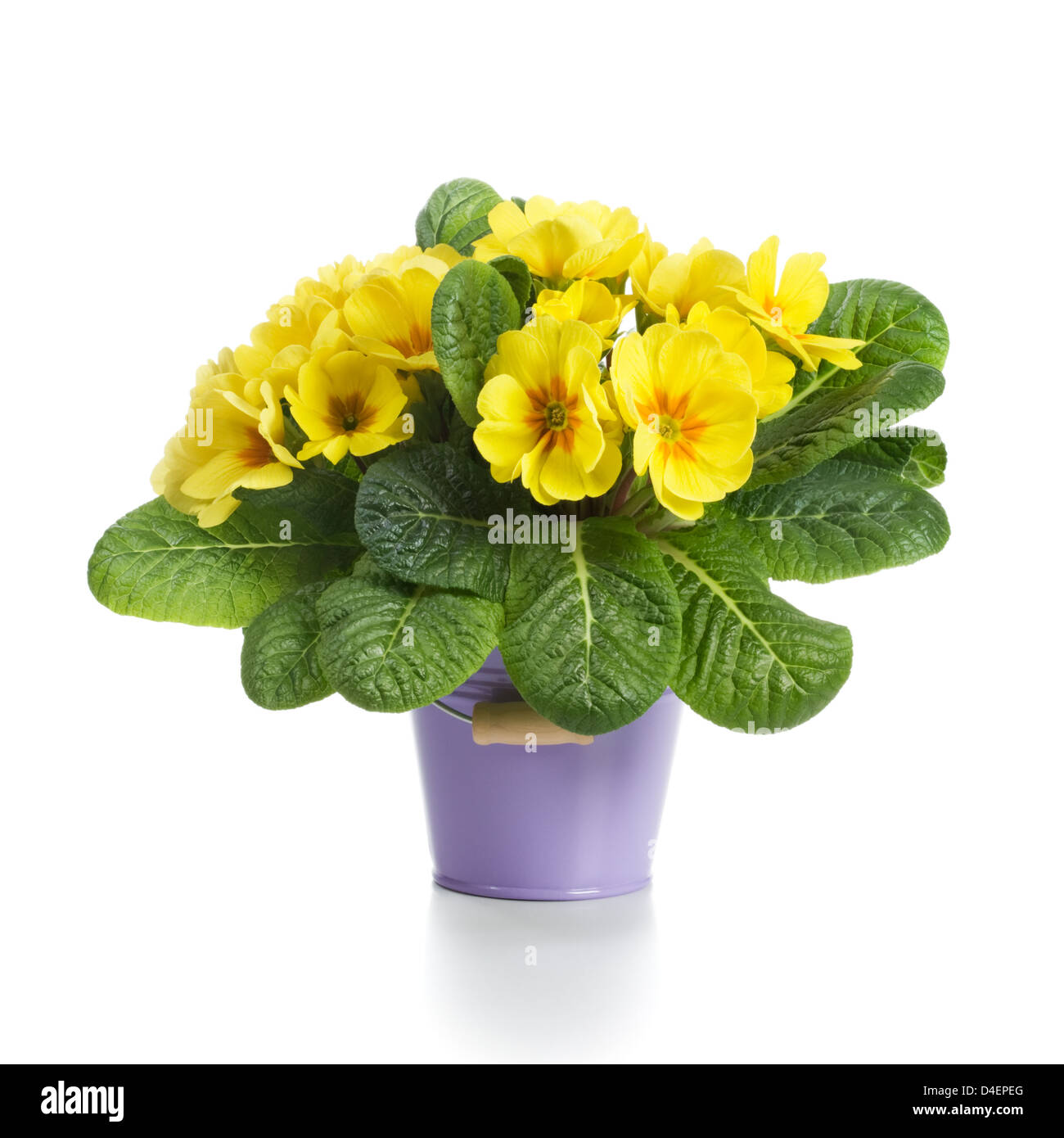Small bucket of yellow primrose flowers on white background Stock Photo