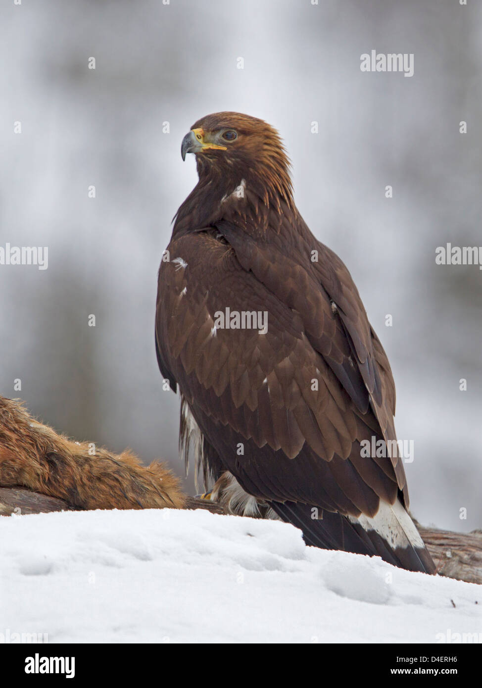 Golden eagle perched hi-res stock photography and images - Alamy