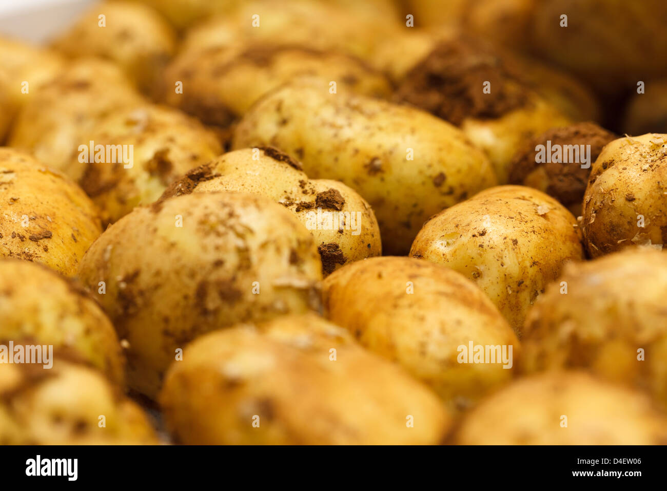 Berlin, Germany, potatoes at Fruit Logistica 2011 Stock Photo