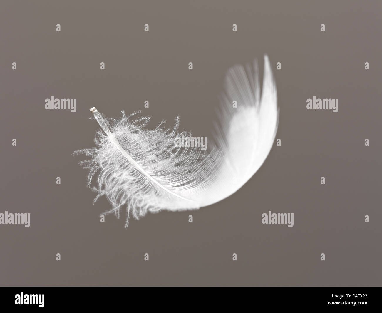 Feather floating on gray background Stock Photo