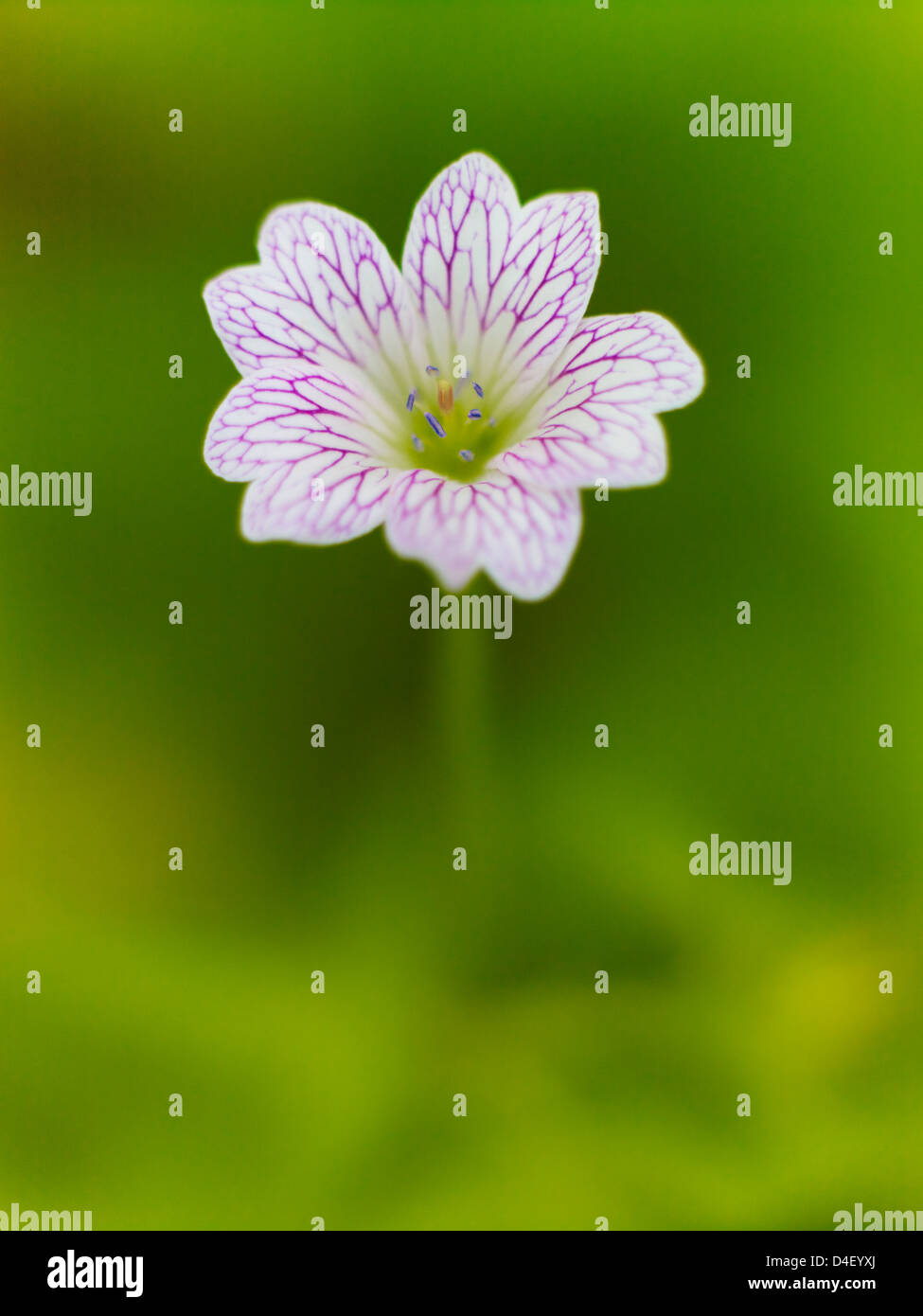 Close up of geranium flower Stock Photo