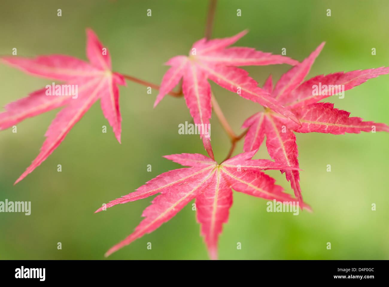 Japanese maple hi-res stock photography and images - Alamy