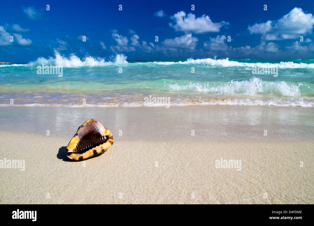 Seashell on the caribbean beach Stock Photo