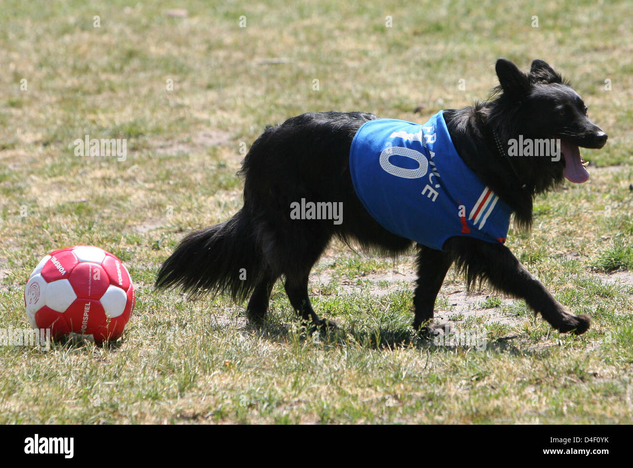 Dog wearing a football jersey Stock Photo - Alamy