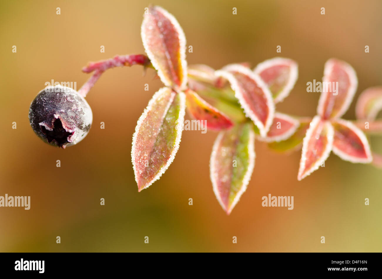 Close up of frosty blueberry plant Stock Photo