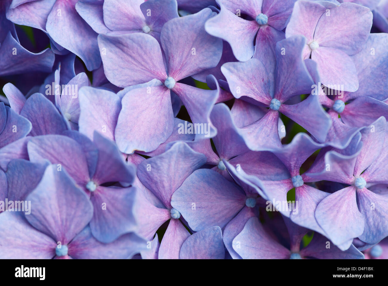 Close up of purple hydrangea flowers Stock Photo