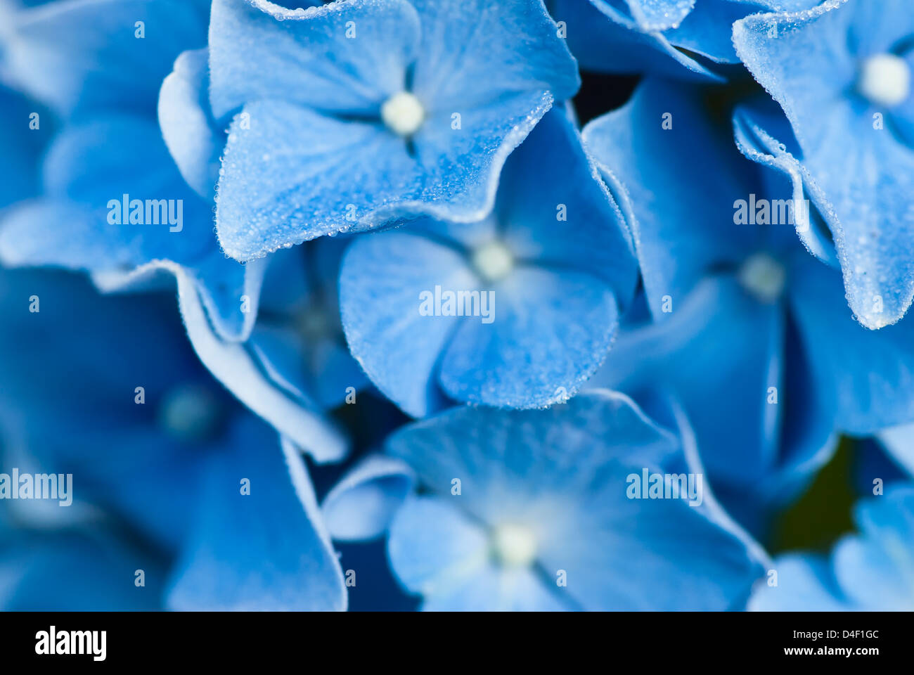 Close up of frosty hydrangea flowers Stock Photo