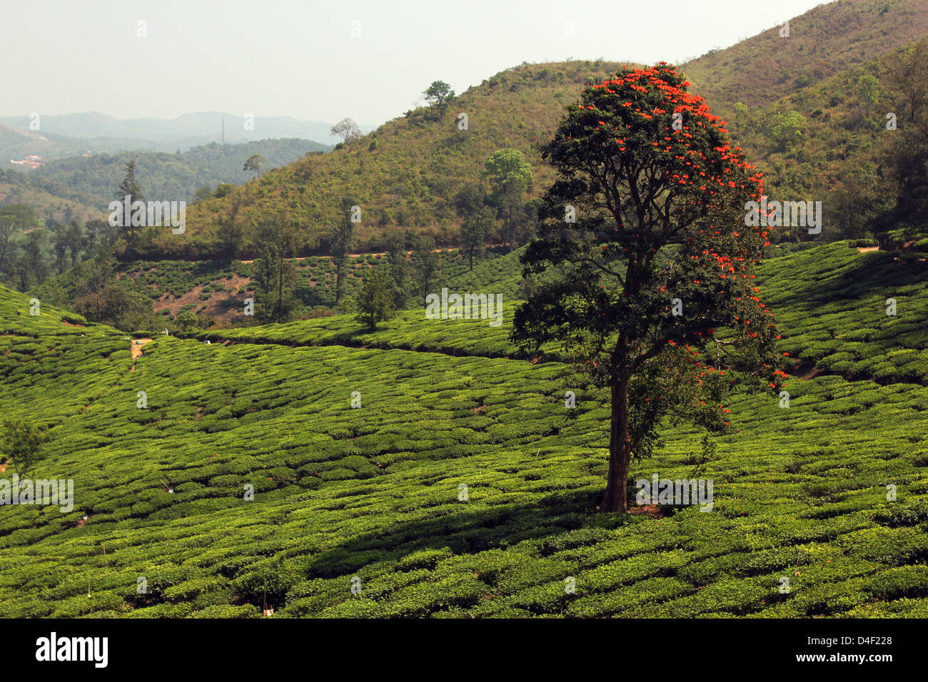Tea plantation in Wayanad South India Stock Photo Alamy