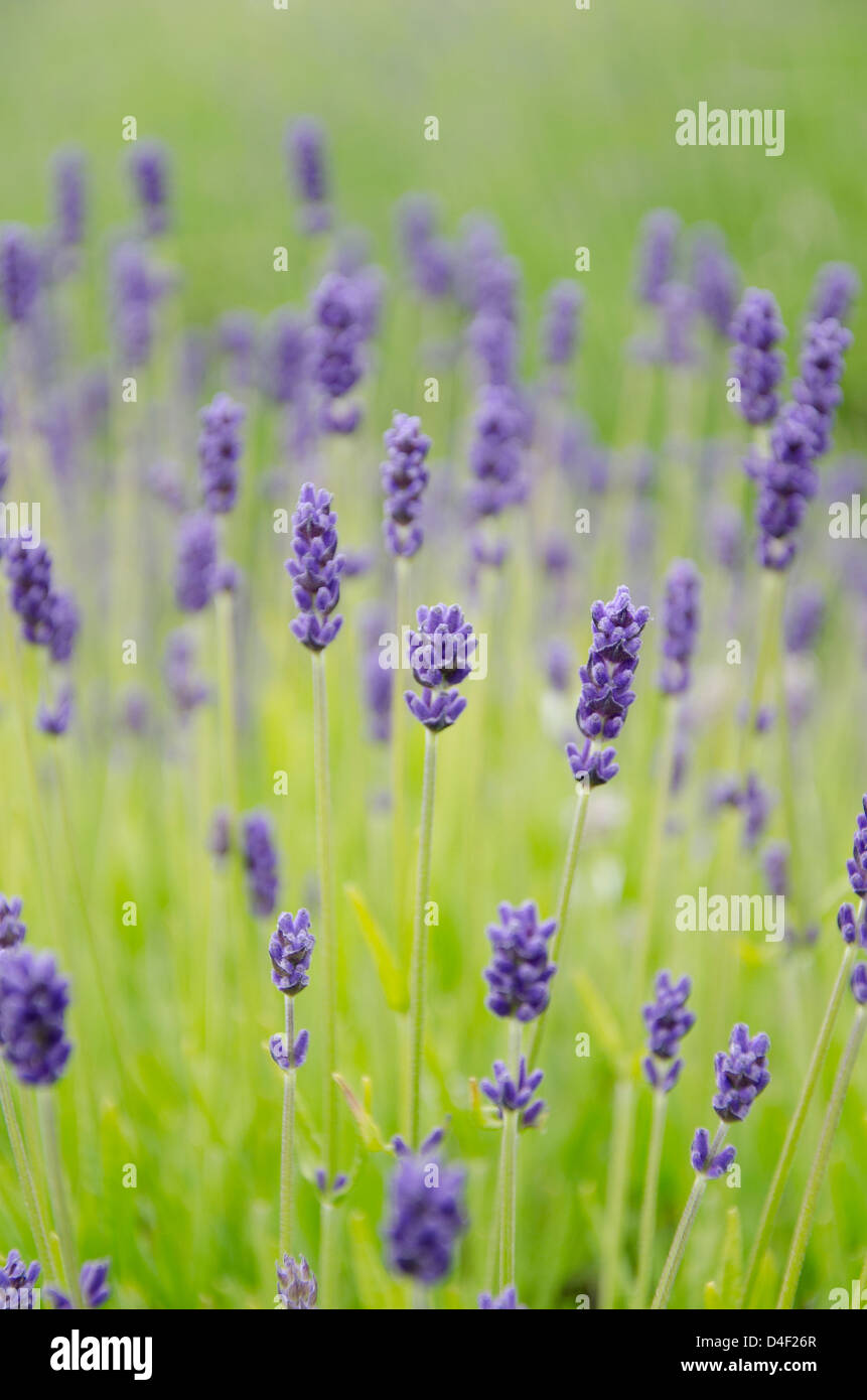 Close up of lavender flowers in field Stock Photo