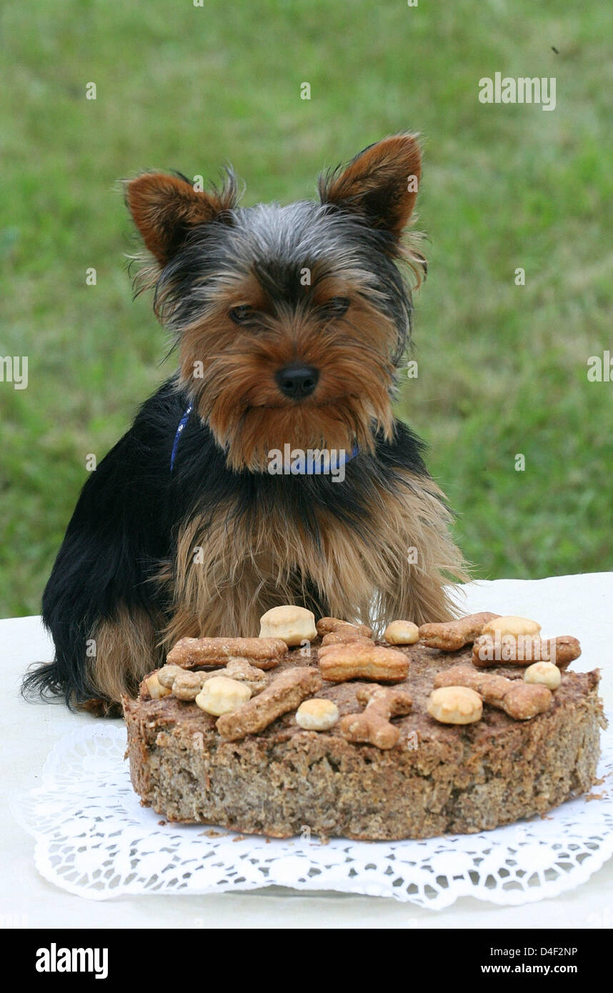 terrier cake