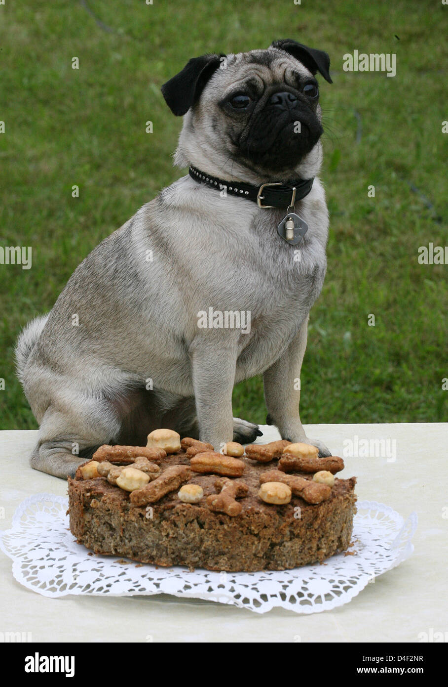 Mops 'Lizzy' poses with a dog cake (1,600 gram, 16 euro) during the contest  'Germany's next Mops Model' at the castle in Greifenberg, Germany, 07 June  2008. Exhibitors presented the latest trends