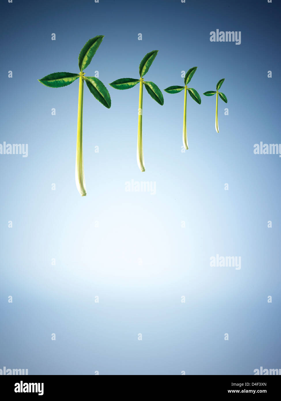 Illustration of leaves and stalks in pinwheel shape Stock Photo