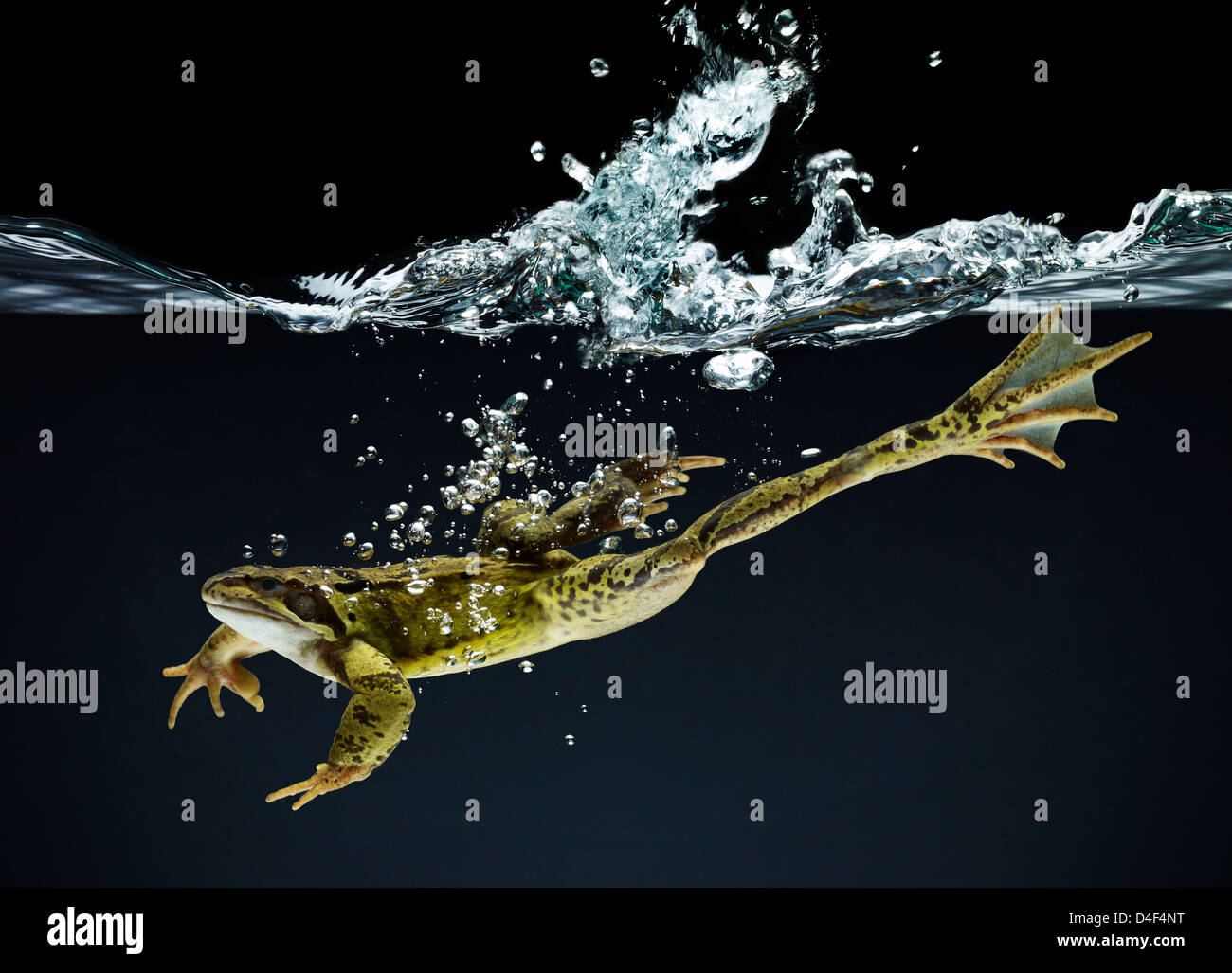Frog swimming underwater Stock Photo