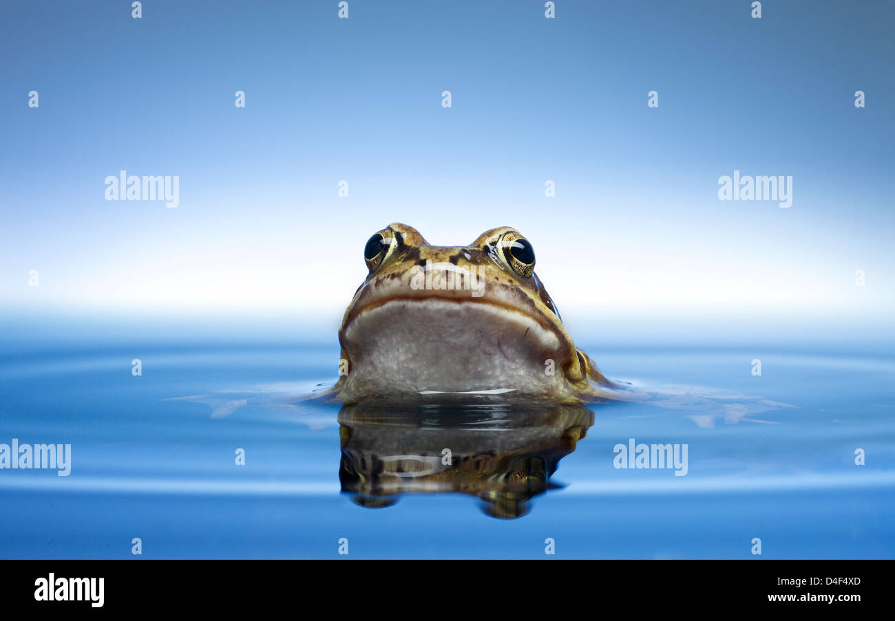 Frog peeking out of water Stock Photo