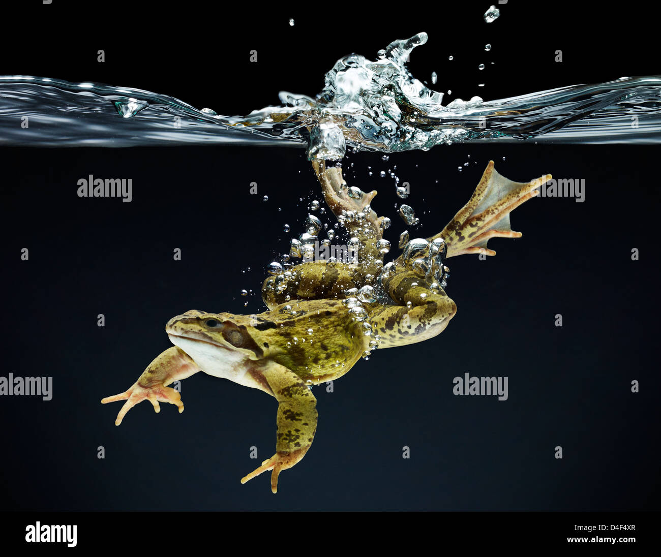 Frog swimming underwater Stock Photo