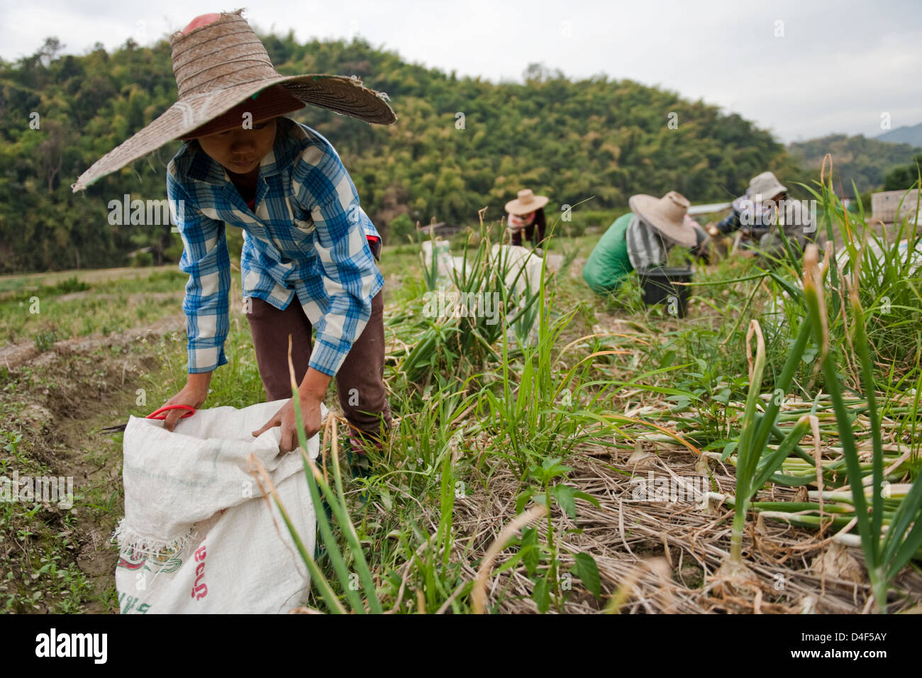 Farm workers in an onion field hi-res stock photography and images - Alamy