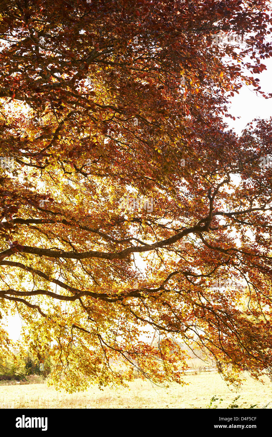 Tree limb autumn leaves hi-res stock photography and images - Alamy