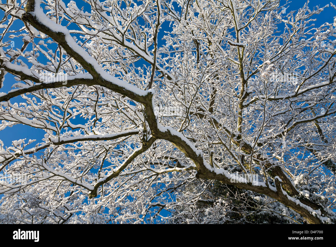 Tree branches loaded with snow hi-res stock photography and images - Alamy