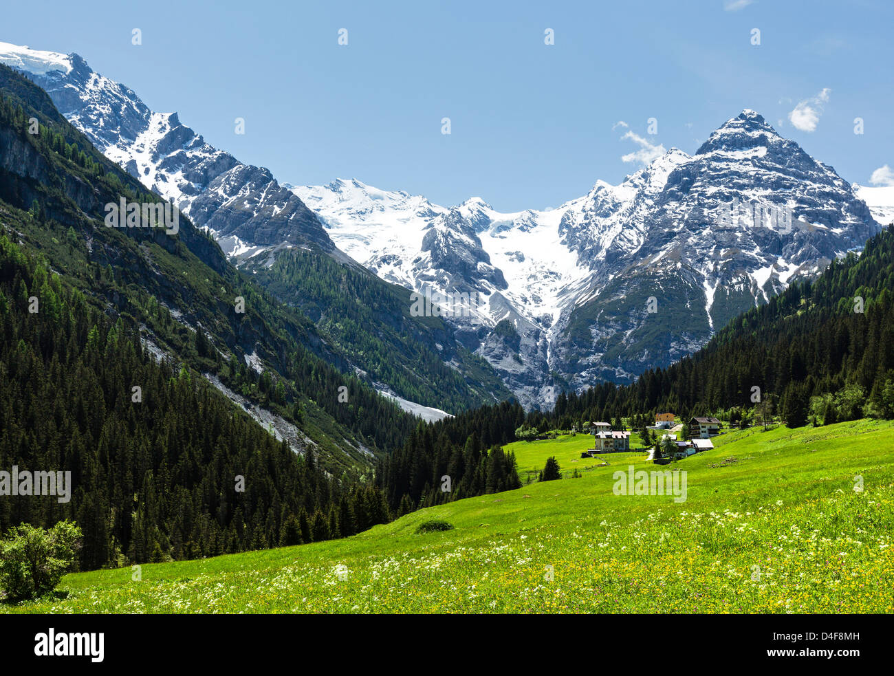 Summer Stelvio Pass with snow on mountainside and blossoming meadow (Italy) Stock Photo