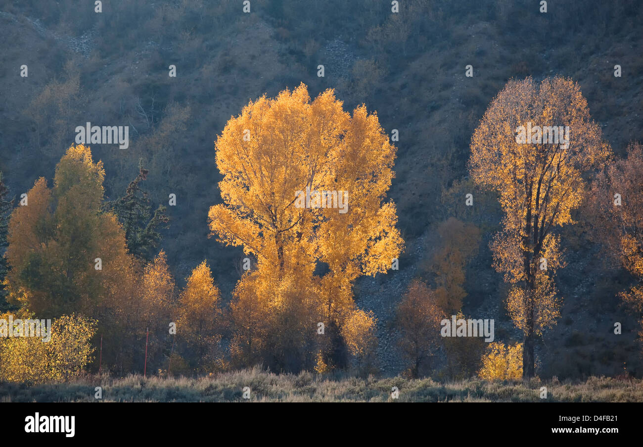 Autumn trees in rural landscape Stock Photo - Alamy