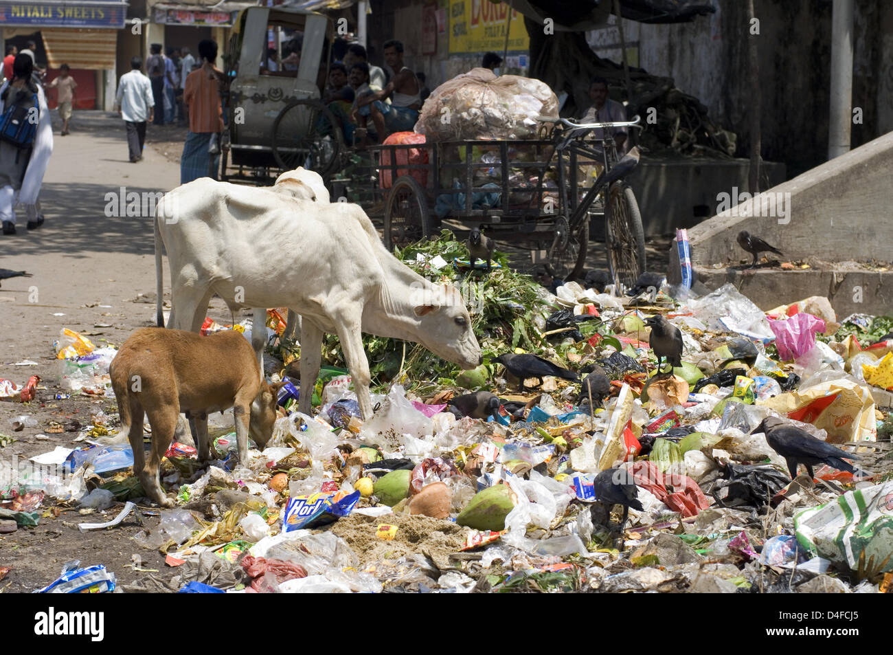 (dpa file) The file picture dated August 2007 displays animals feeding from waste in a slum of Kolkata, India. Cows are basically everywhere in Kolkata, either as animal holy to Hindus or as slaughter cattle to Muslims. One way or another, cows in Kolkata mostly feed from waste disposed at any street corner rivaling with mutts, crows, goats and people. Photo: Denis Meyer Stock Photo