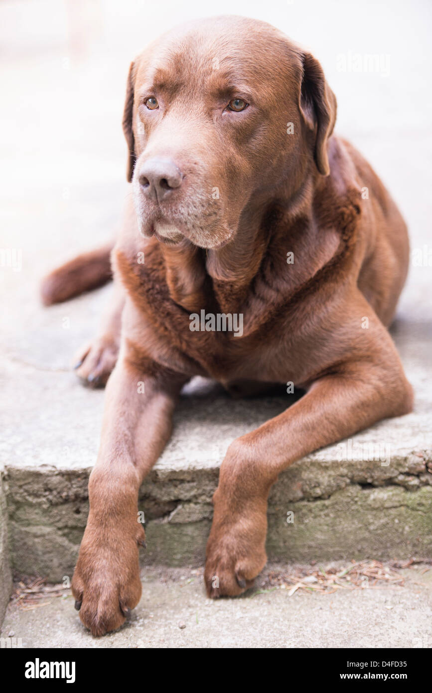 Brown labrador retriever lying down and looking at camera Stock Photo