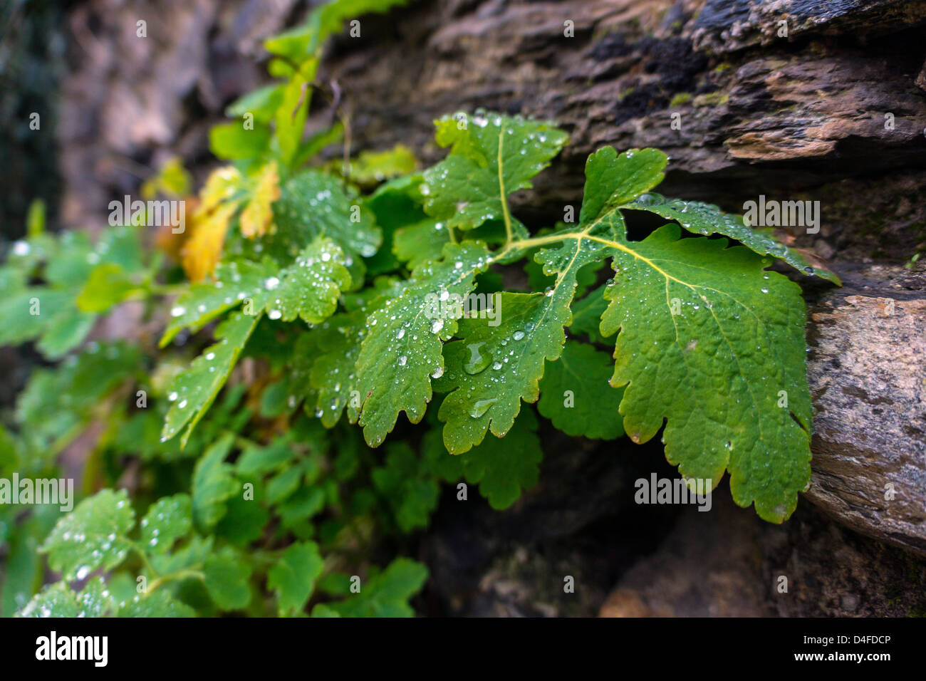 Raindrops on green leaves leaf Stock Photo