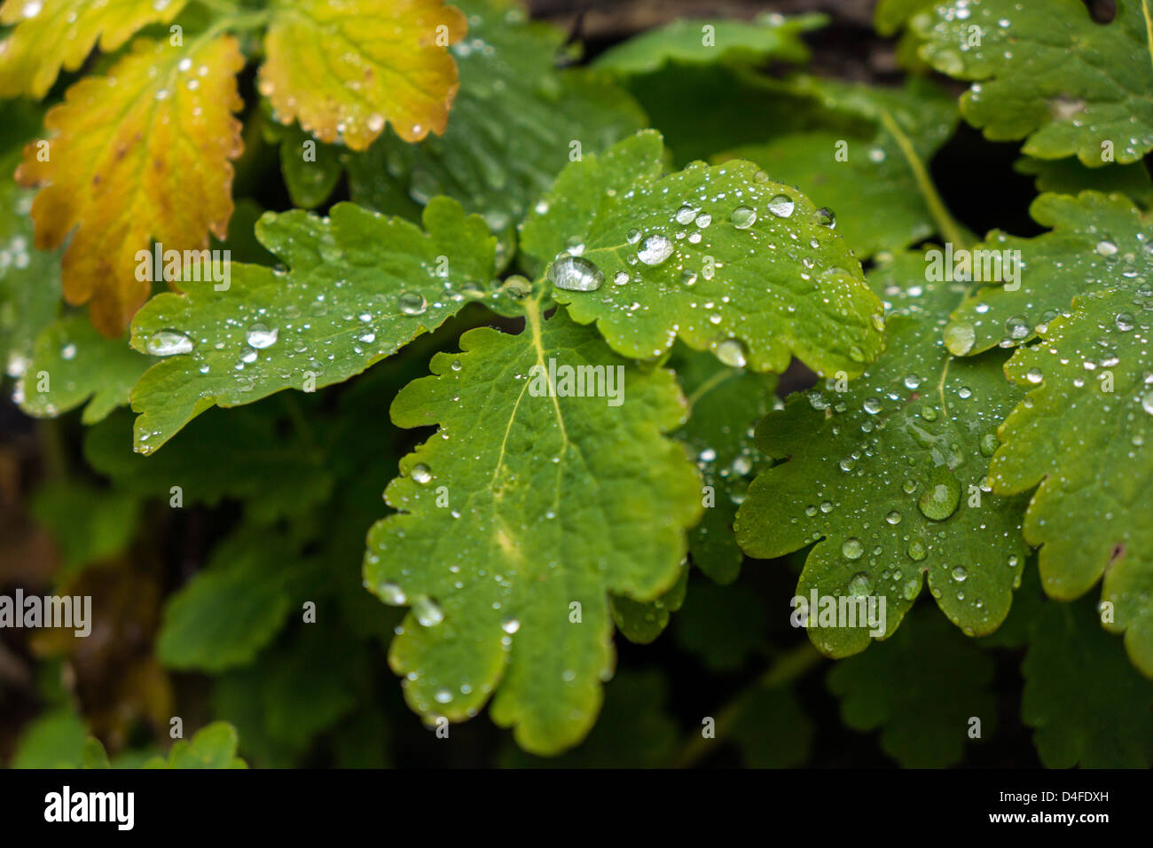 Raindrops on green leaves leaf Stock Photo