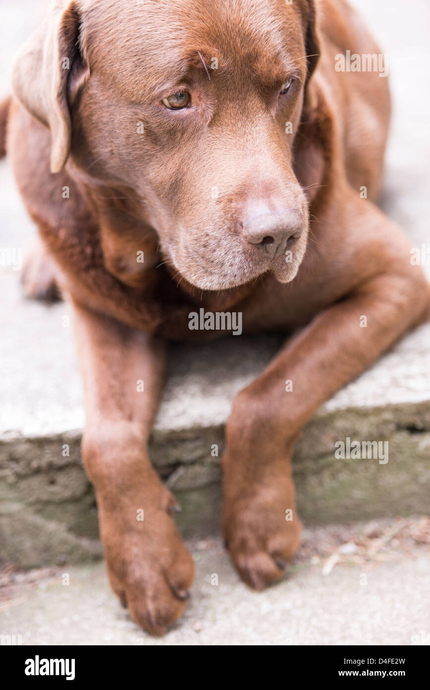 Brown labrador retriever lying down and looking Stock Photo