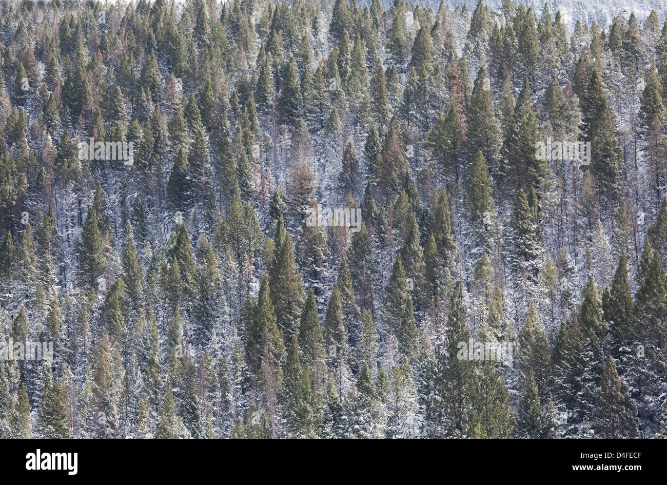 Aerial view of snowy trees on mountainside Stock Photo - Alamy