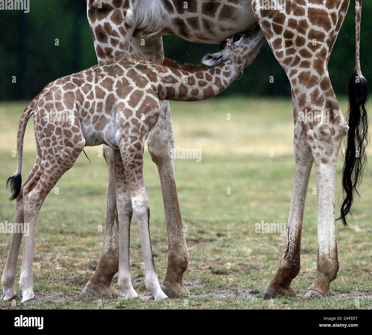 The Ugandan giraffe cub 'Ulla' is pictured with her mother 'Lotti' in the zoo in Berlin, Germany, 04 July 2008. The giraffe was born on 19 June 2008 in the zoo. Photo: KLAUS-DIETMAR GABBERT Stock Photo