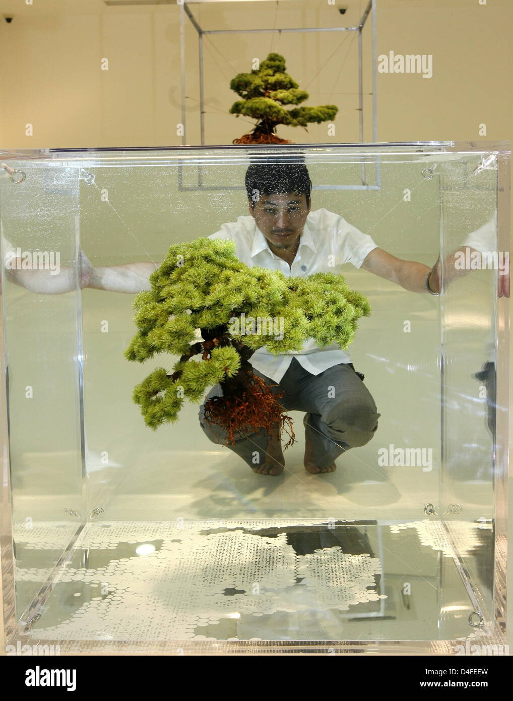 Japanese artist Makoto Azuma sits behind a glass tank with a bonsai at the exhibition 'Makoto Azuma: Botanical Sculpture' at the NRW Forum in Duesseldorf, Germany, 04 July 2008. The exhibition runs from 05 July through 03 August 2008. Photo: FRANZ-PETER TSCHAUNER Stock Photo