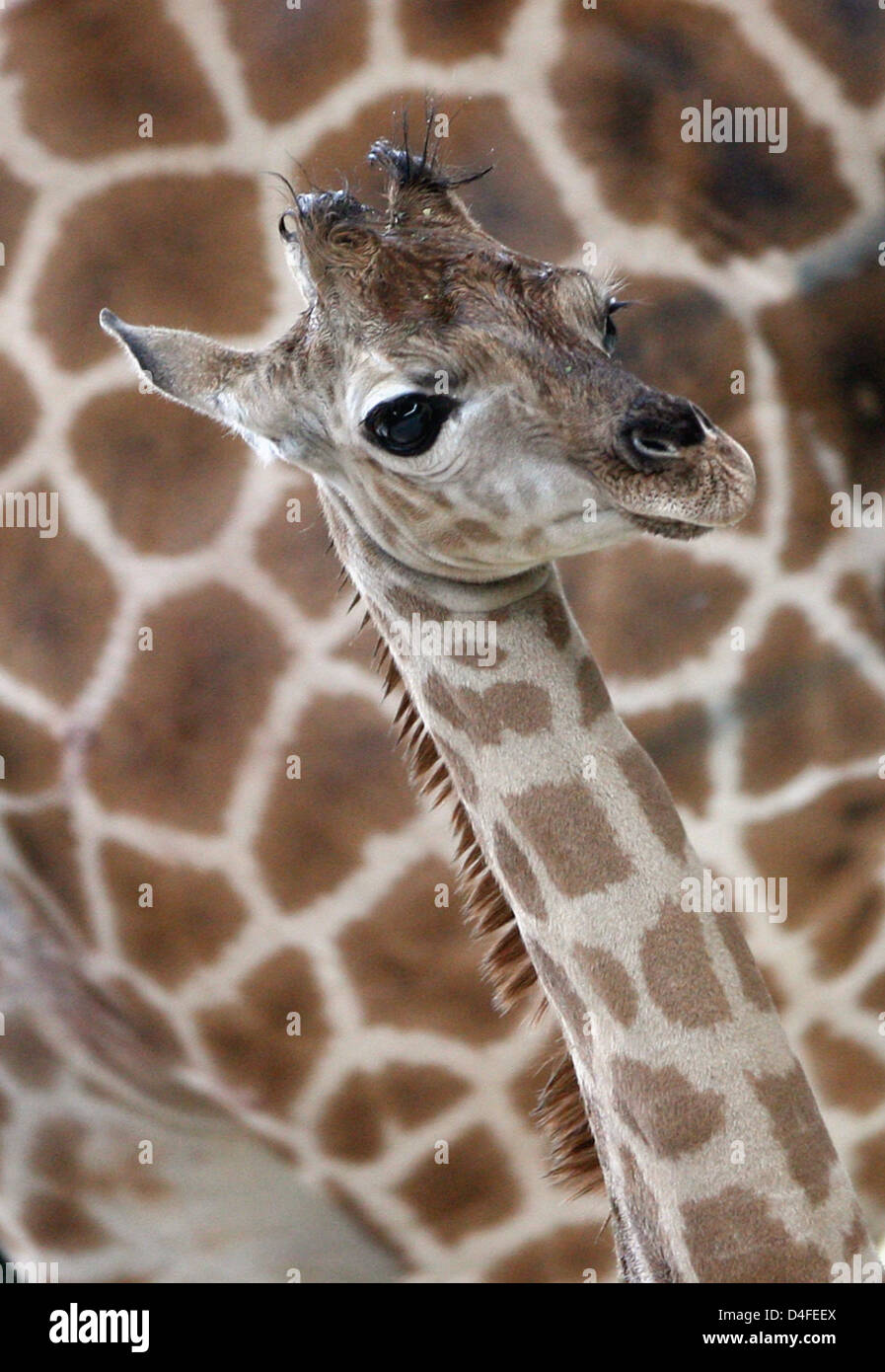 The Ugandan giraffe cub 'Ulla' is pictured with her mother 'Lotti' in the zoo in Berlin, Germany, 04 July 2008. The giraffe was born on 19 June 2008 in the zoo. Photo: KLAUS-DIETMAR GABBERT Stock Photo