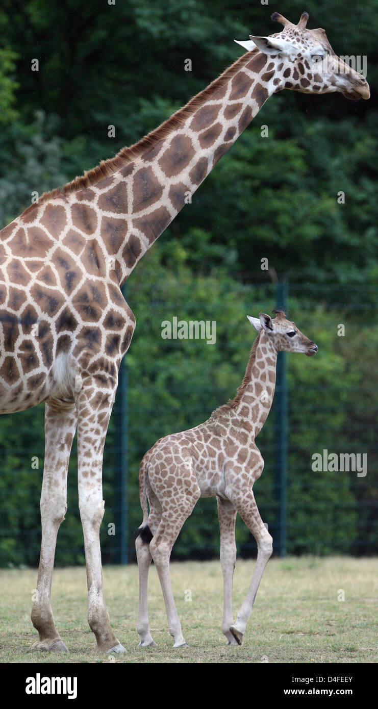 The Ugandan giraffe cub 'Ulla' is pictured with her mother 'Lotti' in the zoo in Berlin, Germany, 04 July 2008. The giraffe was born on 19 June 2008 in the zoo. Photo: KLAUS-DIETMAR GABBERT Stock Photo