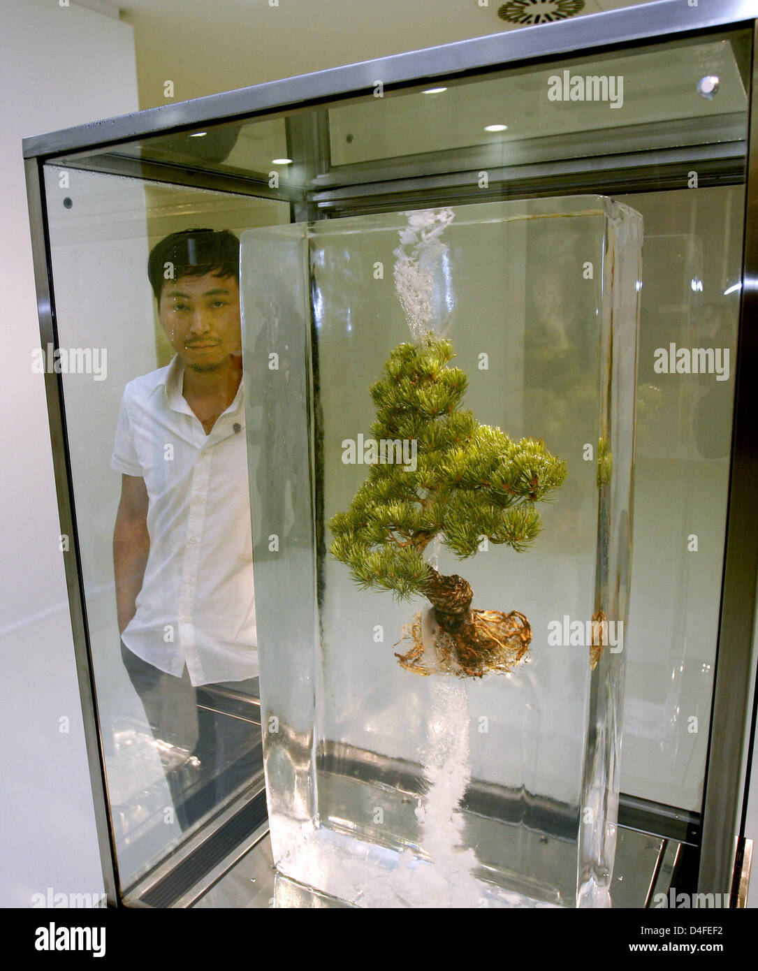 Japanese artist Makoto Azuma stands behind a bonsai in an ice block at the exhibition 'Makoto Azuma: Botanical Sculpture' at the NRW Forum in Duesseldorf, Germany, 04 July 2008. The exhibition runs from 05 July through 03 August 2008. Photo: FRANZ-PETER TSCHAUNER Stock Photo