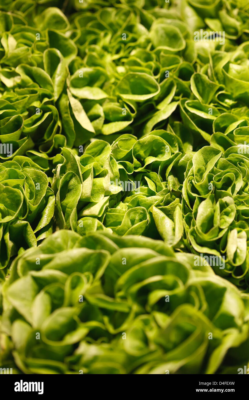 Berlin, Germany, lettuce at Fruit Logistica 2011 Stock Photo