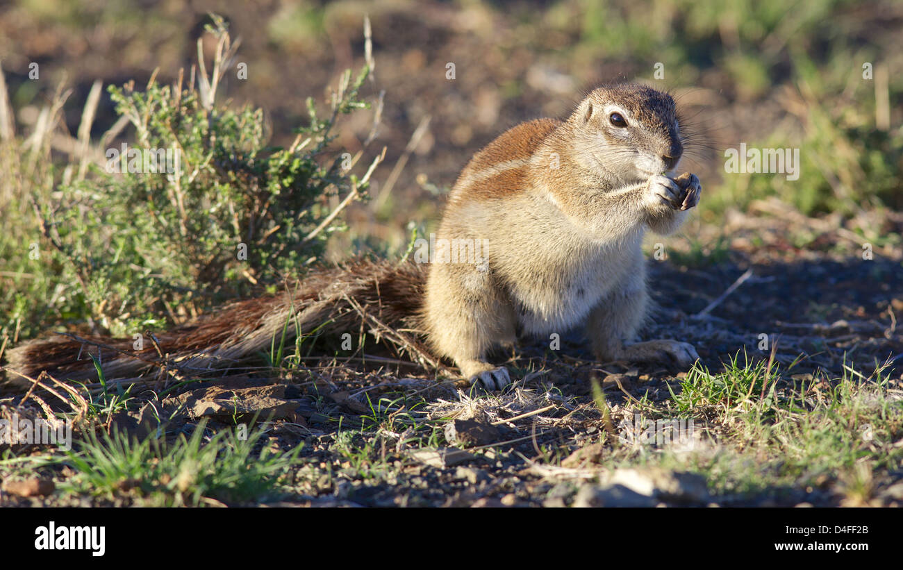 The Ground Squirrel (Xerus inauris) is found in most of the drier parts of southern Africa. Stock Photo