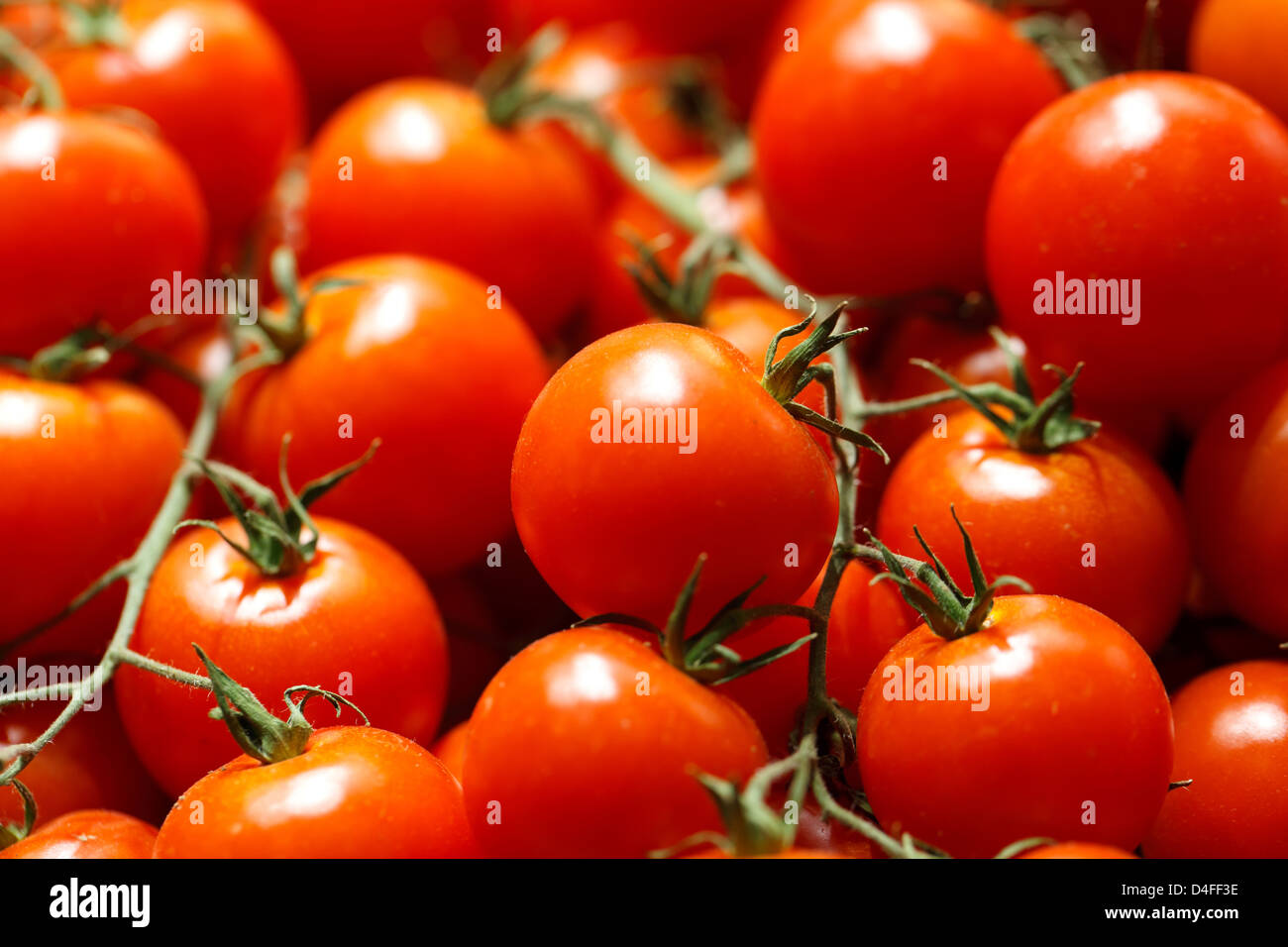 Berlin, Germany, vine tomatoes at Fruit Logistica 2011 Stock Photo