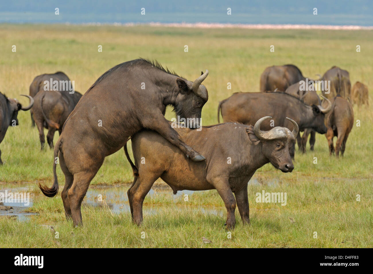 Young African or Cape buffalo (Syncerus caffer) play fighting in Lake Stock  Photo - Alamy