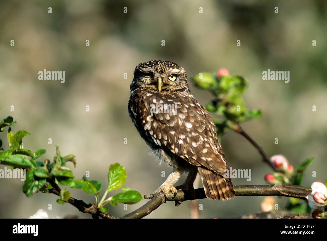 Steinkauz (Athene noctua) Little Owl • Ostalbkreis, Baden-Württemberg, Deutschland, Germany Stock Photo