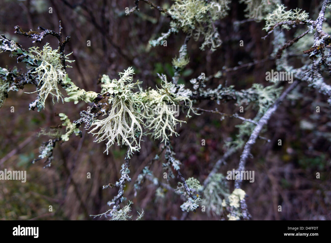 Gray grey lichen growing on tree Stock Photo