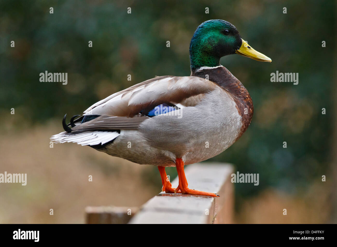 Male mallard duck standing on wooden railing with watchful eye Stock Photo