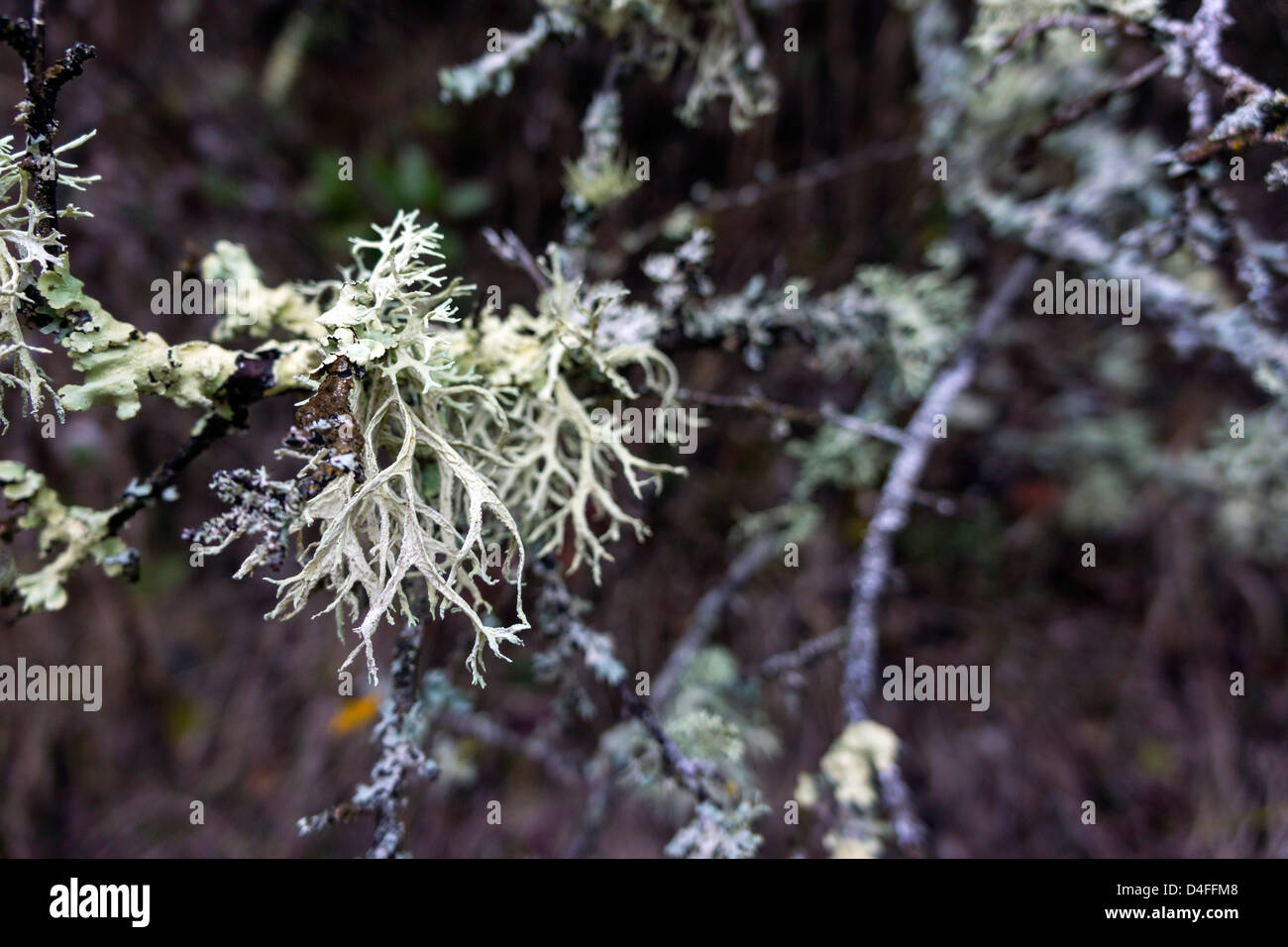 Gray grey lichen growing on tree Stock Photo
