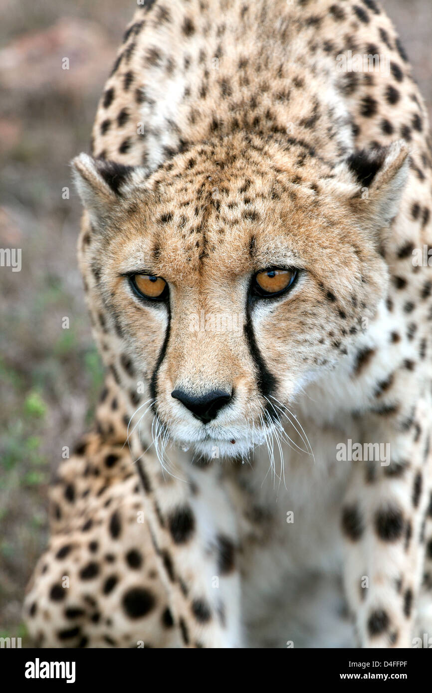 Cheetah Approaching Stock Photo