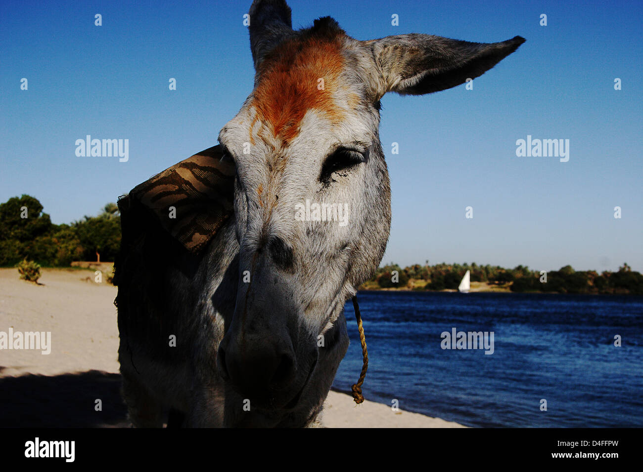 Donkey along the Nile river Stock Photo - Alamy