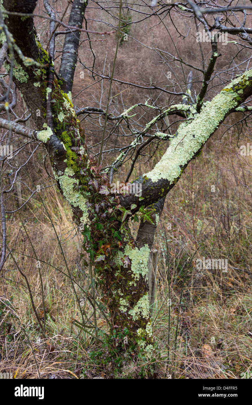 Green lichen growing on tree Stock Photo