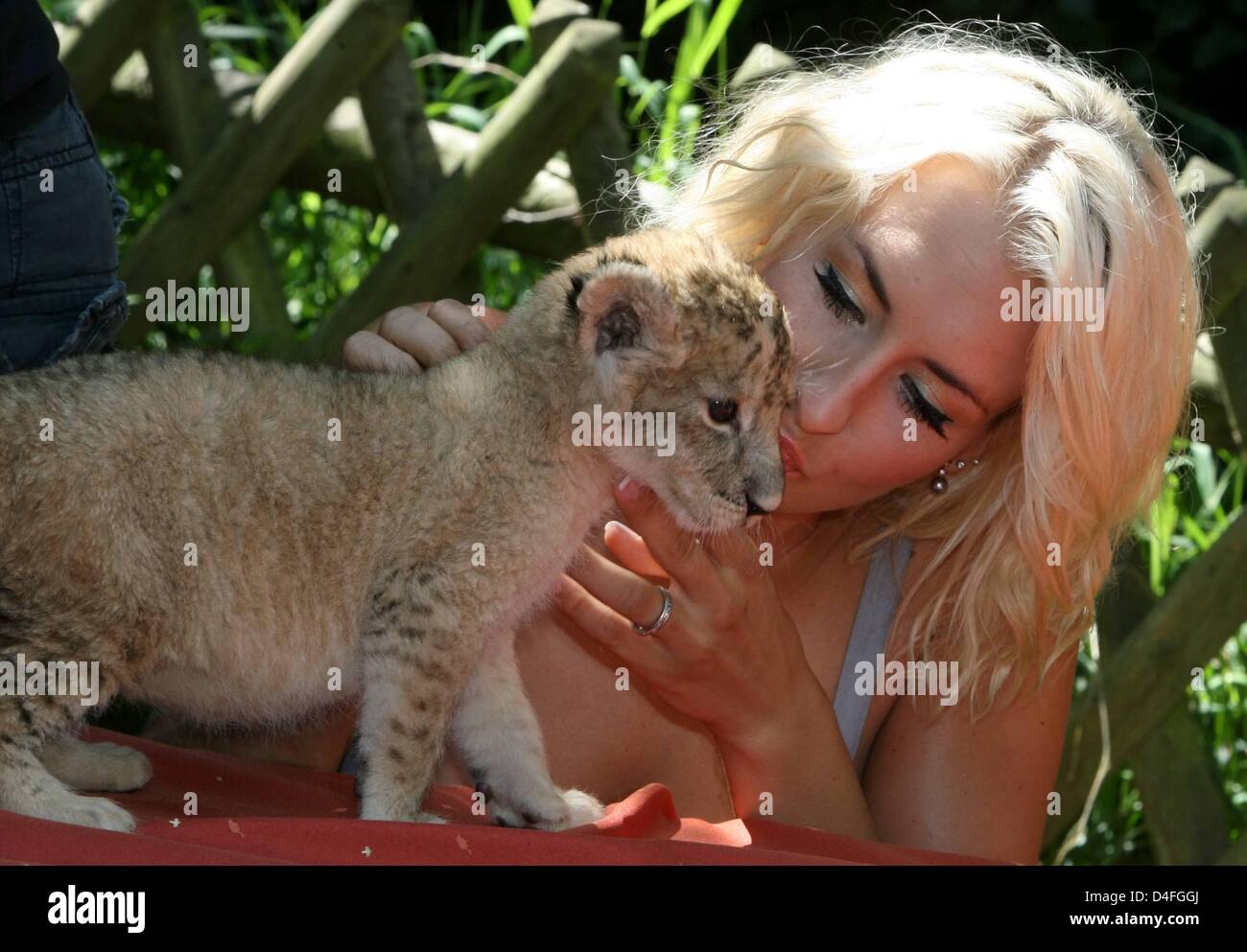 German singer Sarah Connor poses with four lion cubs baptised at Serengeti wildlife park Hodenhagen, Germany, 05 August 2008. The cubs named 'Tyler', 'Montry', 'Lex' and 'Mick' will be bottle-fed. Photo: HOLGER HOLLEMANN Stock Photo