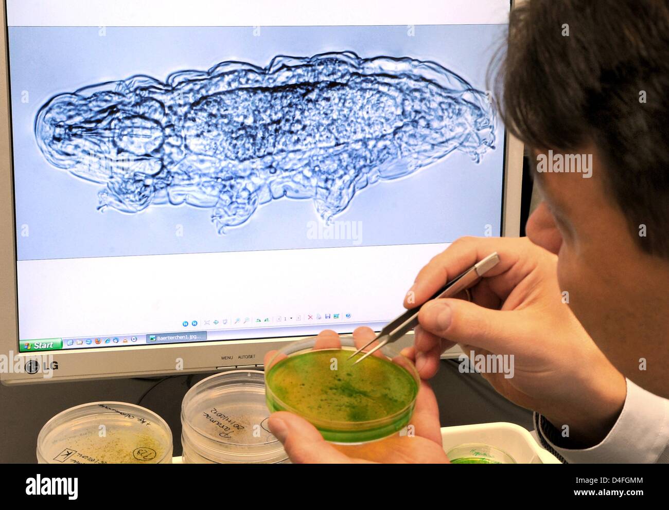 ATTENTION: THIS REPORT MUST NOT BE PUBLISHED PRIOR TO THE END OF THE BLOCKING PERIOD, 13 MARCH 2013, 22.00 MEZ!   Zoologists and biologist Georg Mayer prepares tardigrade situated in petri dishes in front of an image of on a 1000-fold magnification of the 0.2mm small animal featured on a screen at a laboratory of the Institute of Biology in Leipzig, Germany, 11 March 2013. Tardigrades, also known as waterbears or moss piglets, survive temporary freeze, being cooked and stays in outer space. Now, Georg Mayer discovered elements of the nervous system of the animal, which were unknown until now,  Stock Photo