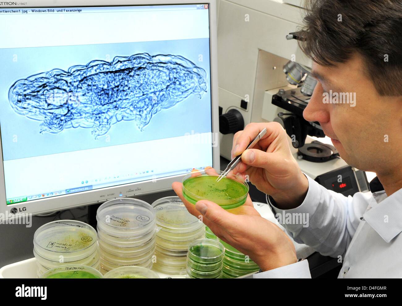 ATTENTION: THIS REPORT MUST NOT BE PUBLISHED PRIOR TO THE END OF THE BLOCKING PERIOD, 13 MARCH 2013, 22.00 MEZ!   Zoologists and biologist Georg Mayer prepares tardigrade situated in petri dishes in front of an image of on a 1000-fold magnification of the 0.2mm small animal featured on a screen at a laboratory of the Institute of Biology in Leipzig, Germany, 11 March 2013. Tardigrades, also known as waterbears or moss piglets, survive temporary freeze, being cooked and stays in outer space. Now, Georg Mayer discovered elements of the nervous system of the animal, which were unknown until now,  Stock Photo